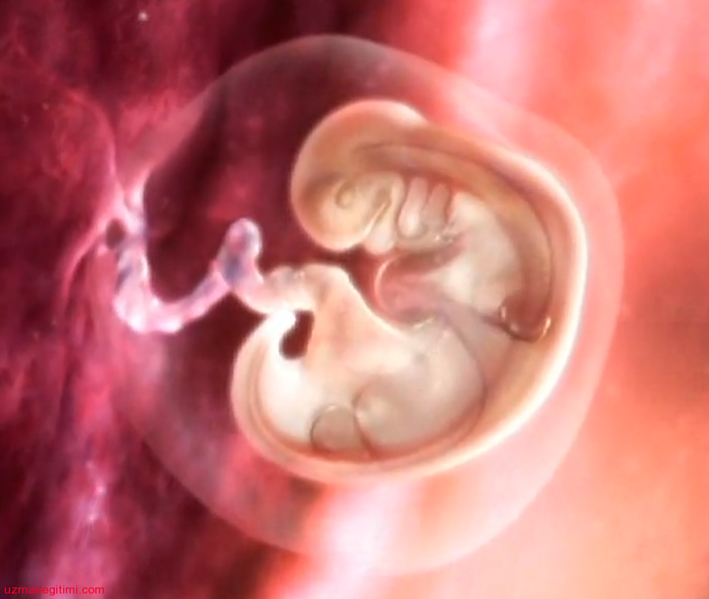 Взгляд на беременность изнутри роды