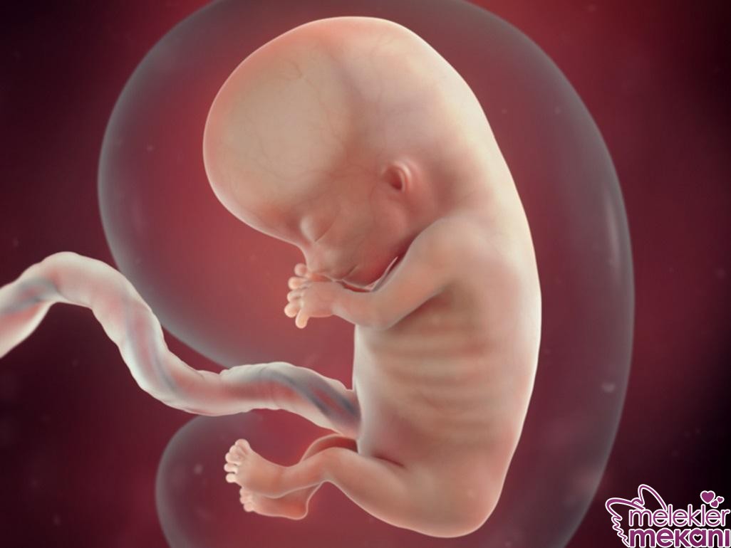 11 haftalik bebek ultrason.jpg