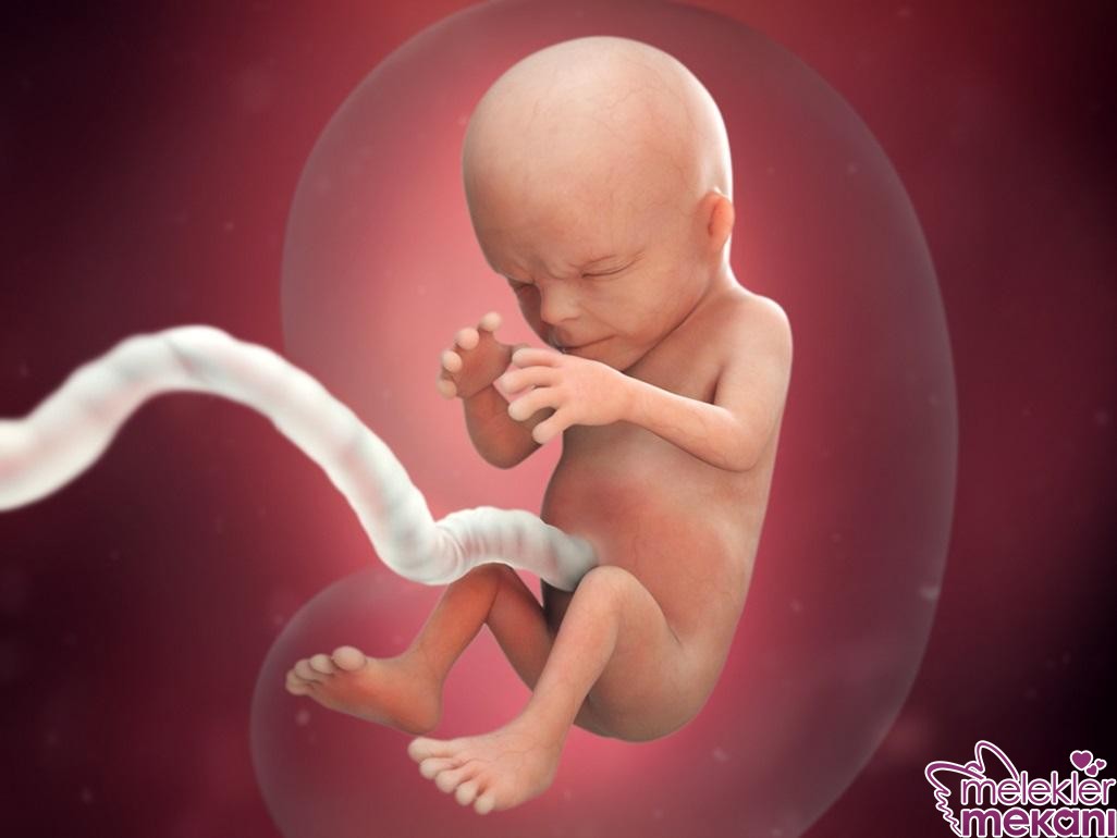 14 hafta bebek ultrason.jpg