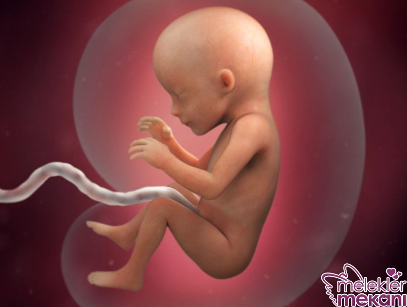 17 haftalik fetus.jpg
