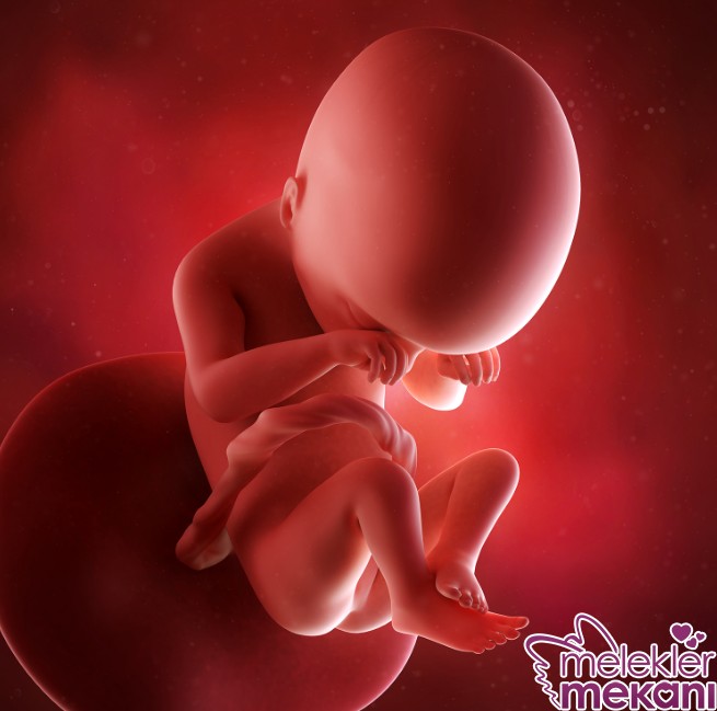 19 haftalik fetus.jpg