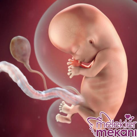 gebelikte 10. haftada fetus.jpg