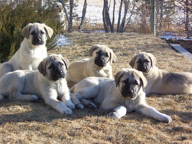 kangal resimleri 4.jpg