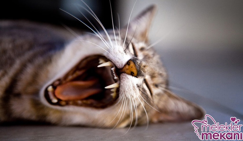 kedi diş bakımı.jpg