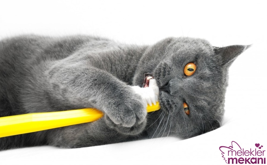 kedilerde diş fırçalama.jpg