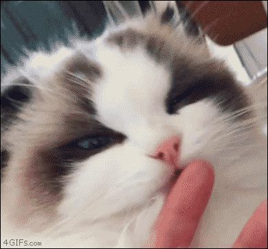 komik kedi gif resimleri_ (3).gif
