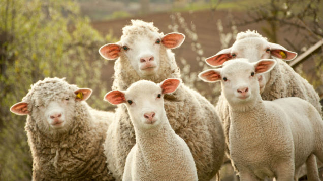 koyunlar.jpg