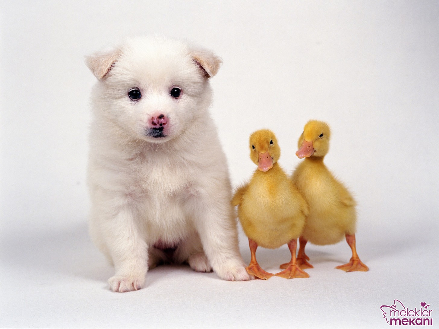 two-duck-chicks-and-a-puppy.JPG