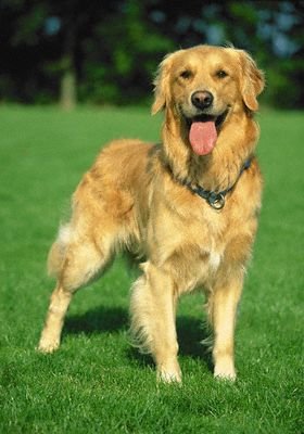 1113563444golden_retriever_49-3579.jpg