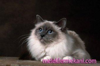 birman-4940.jpg