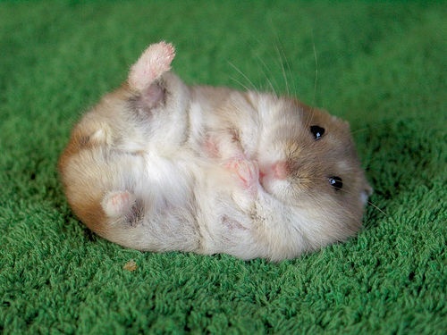 hamster-be.jpg