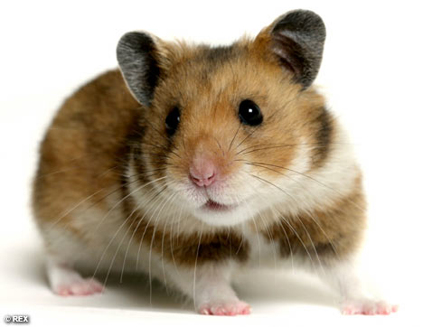 hamster_resimleri%20(4)-304.jpg