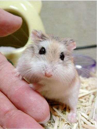 hamster_resimleri%20(6)-2b9.jpg