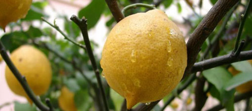 limon-378.jpg