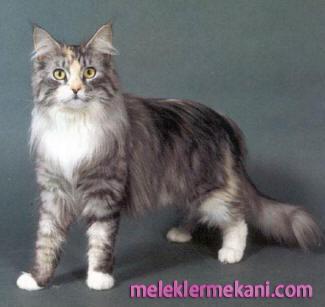 maine-coon-6139.jpg