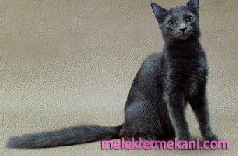 nebelung-5332.jpg