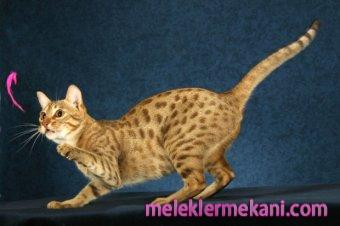 ocicat-4514.jpg