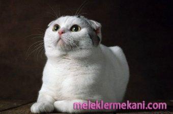 scottish-fold-7427.jpg